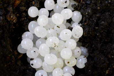 Oeufs d'escargot - Ponte d'escargot Petit-Gris